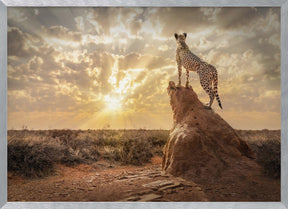 SundownCheetah Poster