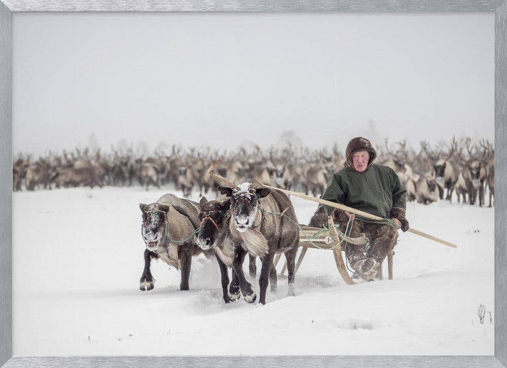 Semjon leads the herd Poster