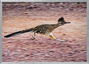 Road Runner Poster