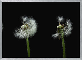 dandelion flower sequenz Poster