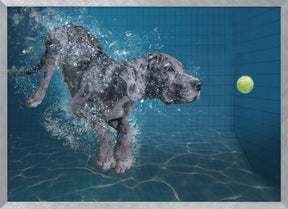 SplashDog Poster