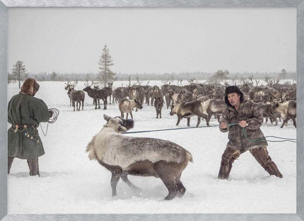 Kolya catches reindeer Poster