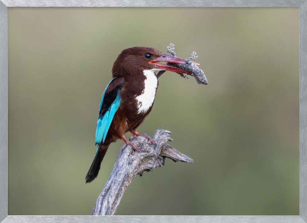 White-throated Kingfisher Poster