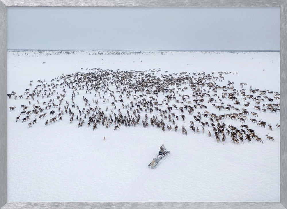 Kostya gathers the herd Poster