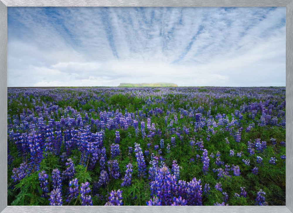 Field of Lupines Poster