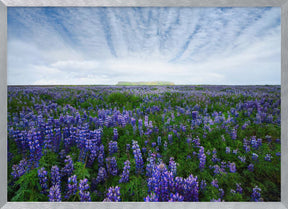 Field of Lupines Poster