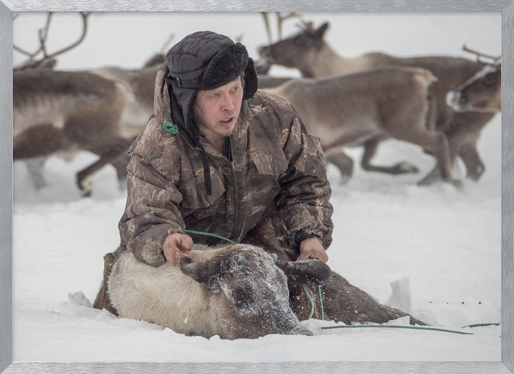 Kolya catches reindeer Poster