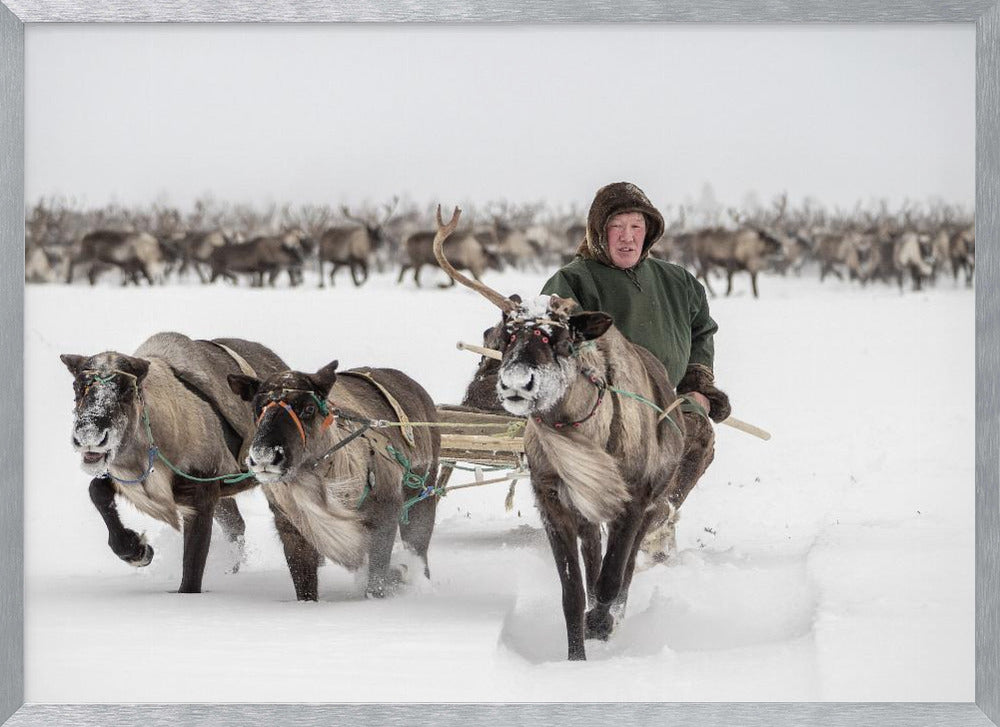 Semjon leads the herd Poster