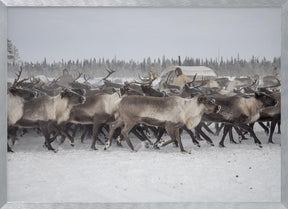 Herd in the camp Poster