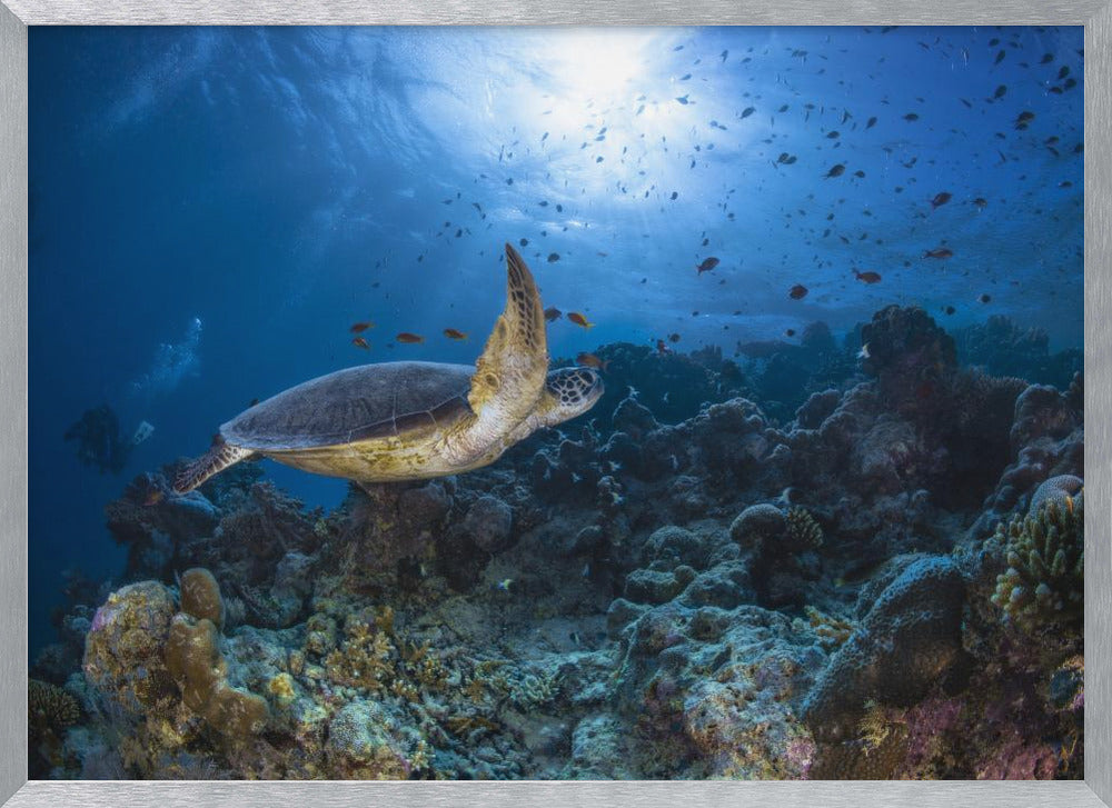 Sunlight and green turtle Poster