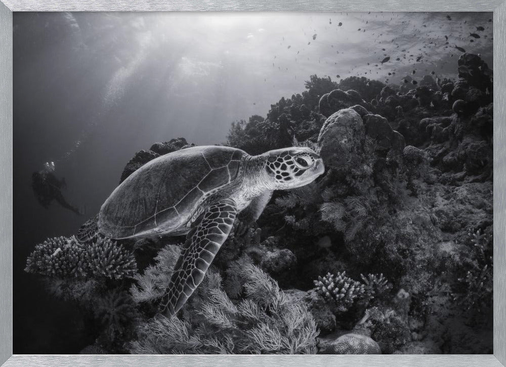 Green turtle in black and white Poster