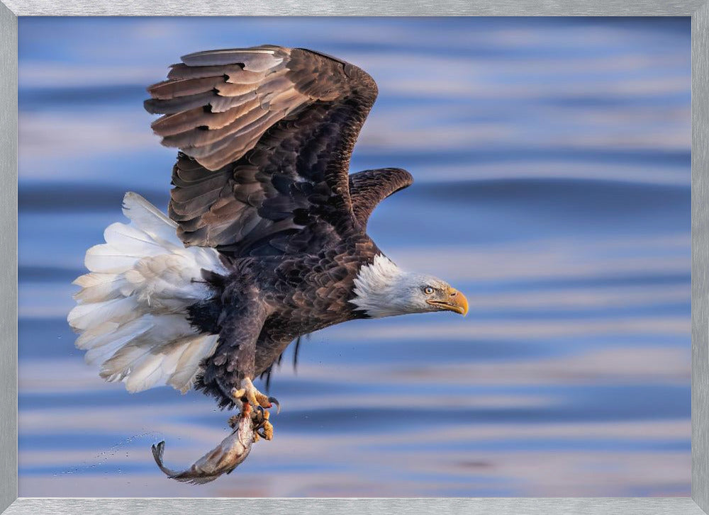 It's My Dinner Poster