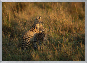 SERVAL FAMILY Poster