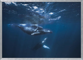 Humpback Whale on the blue Poster