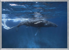 Humpback whale on the Iris bank Poster