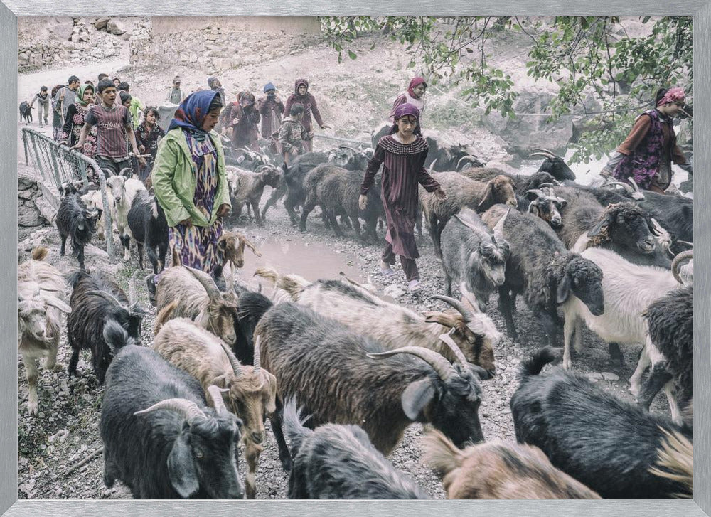 Livestock on the way from pastures Poster