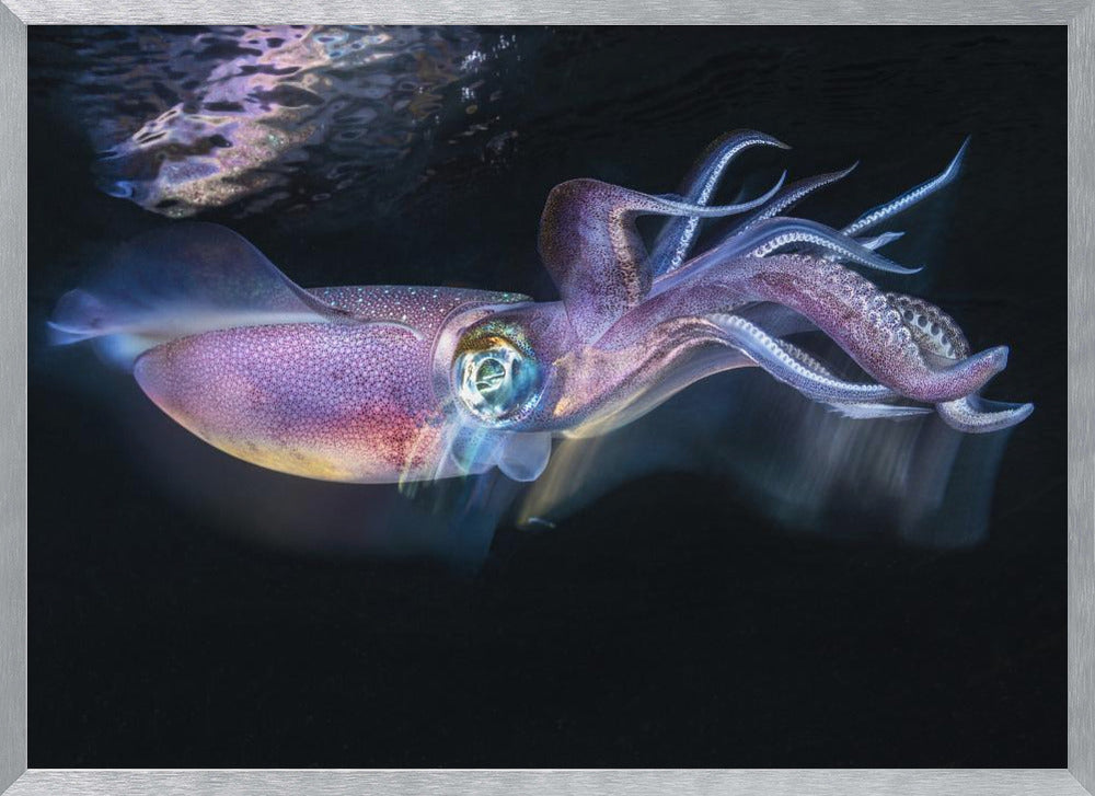 Flow of Squid Poster