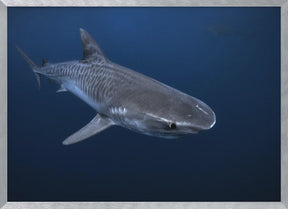 Tiger Shark Poster