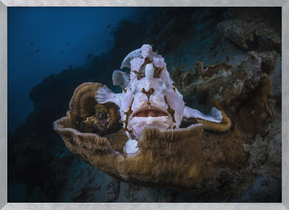 The Frogfish Trone Poster