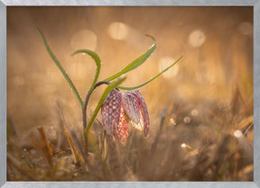 Swamp tulip Poster