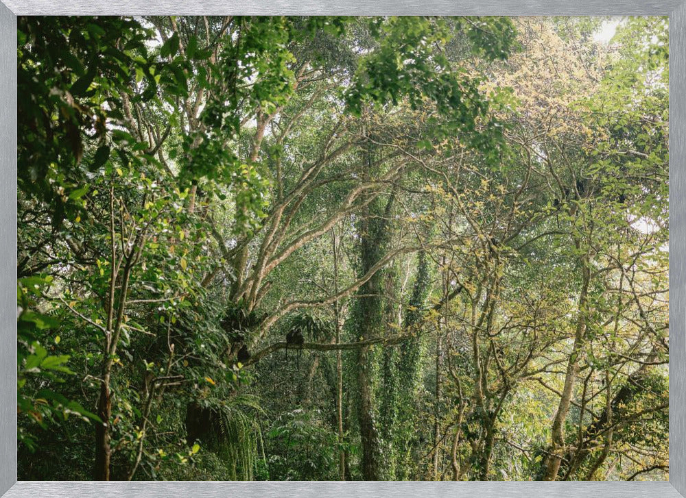 Monkeys in Lombok Poster