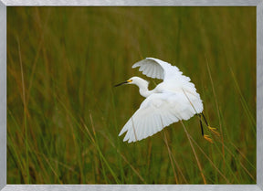 Grass Hopper Poster