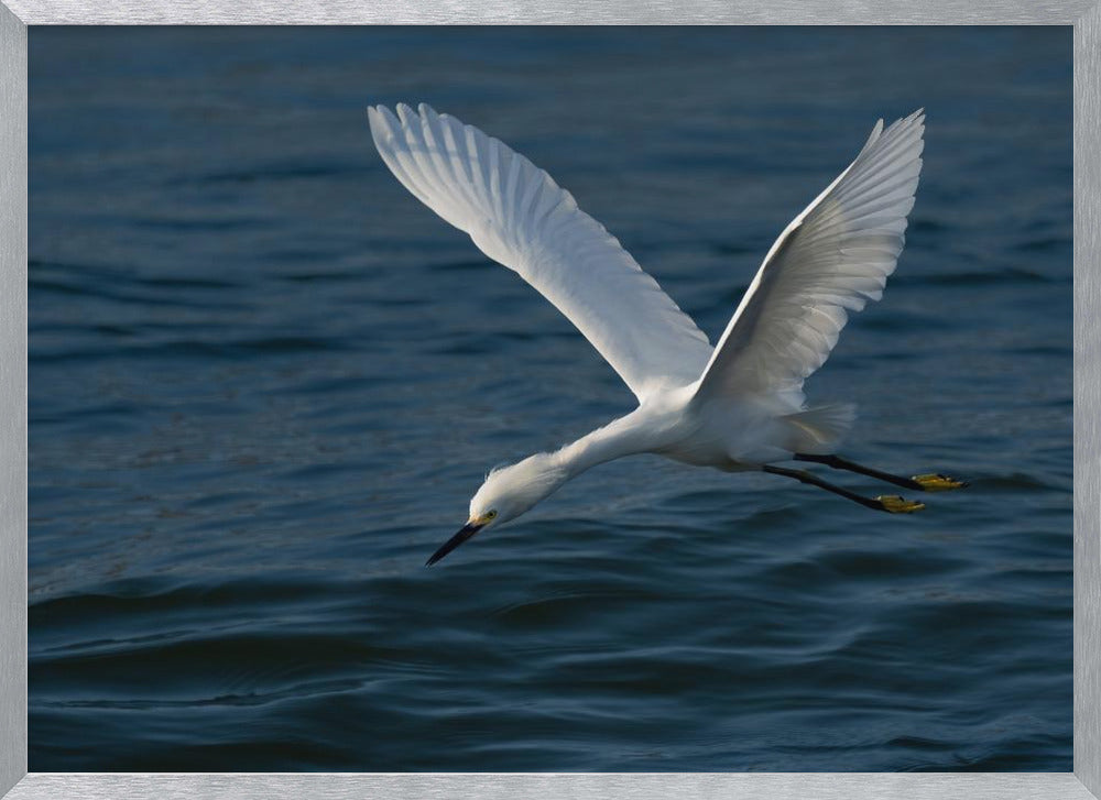 Gliding over the Ocean Poster