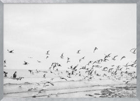 Seagulls - Coastal black and white Poster