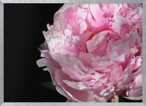 Pink peony IV Poster