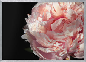 Blush peony IV Poster