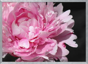 Pink peony VI Poster