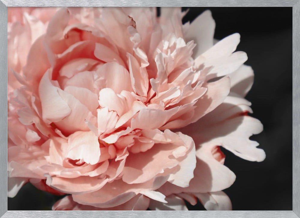 Blush peony VI Poster