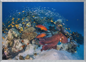 Octopuses and groupers Poster