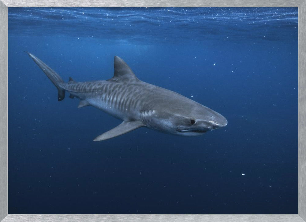 Tiger shark Poster