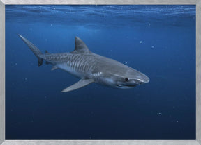 Tiger shark Poster