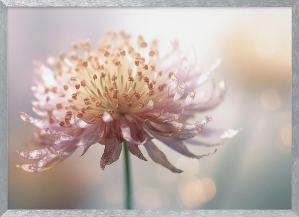 Gentle Pink Flower Poster