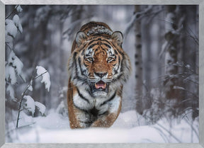 SnowTiger Poster