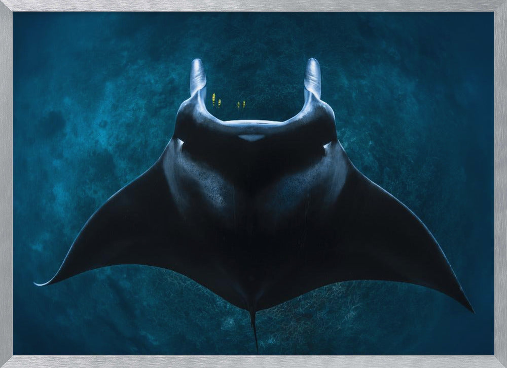 Mobula alfredi Poster