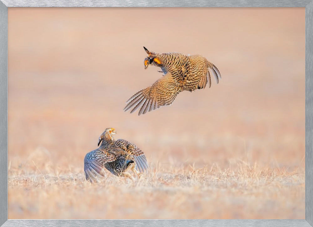 Greater Prairie Chicken Poster