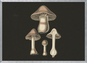 Agaricus Bulbosus  Dark Background Poster