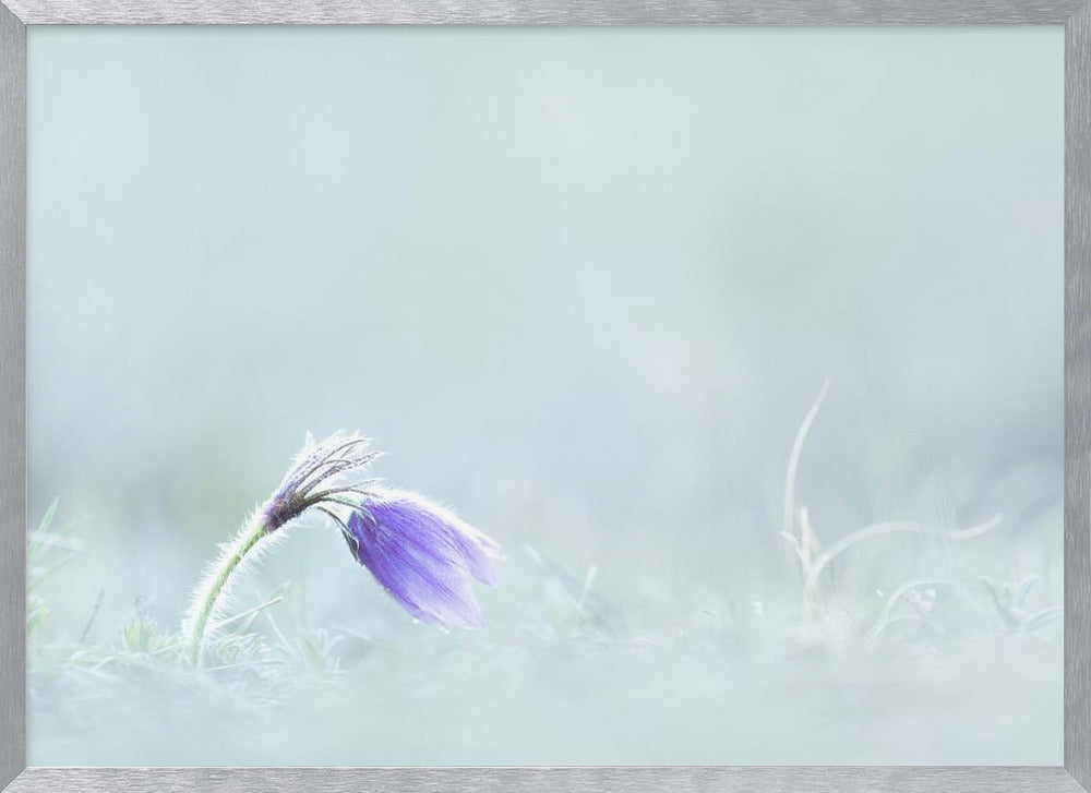 Close-up of purple flower on field Poster