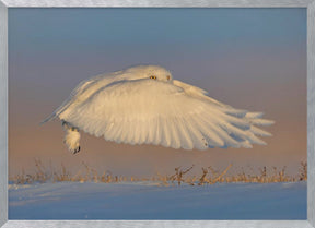 Snowy Owl Poster