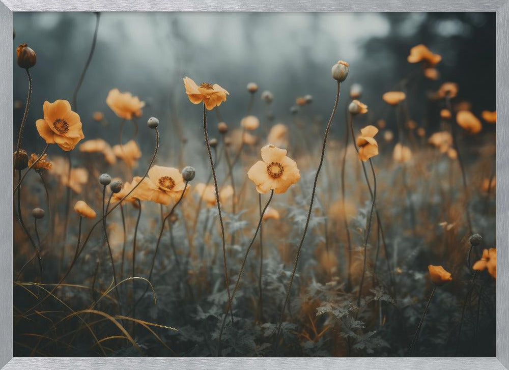 Orange Poppy Poster