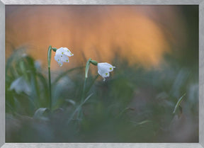 Close-up of white snowflake on field, sunset Poster