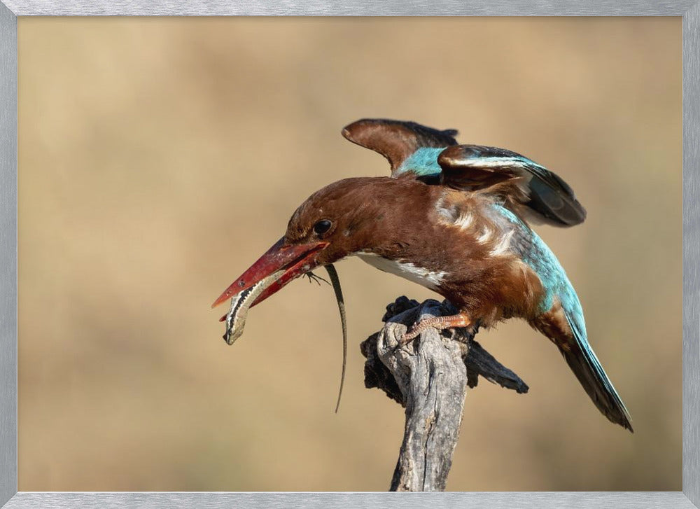 Kingfisher Poster