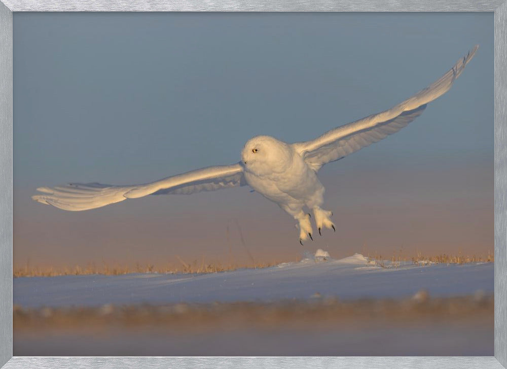 Snowy Owl Poster