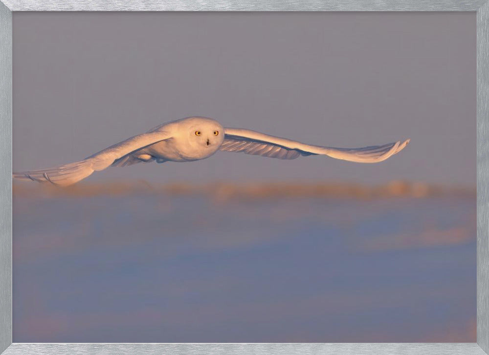 Snowy Owl Poster