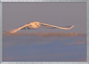 Snowy Owl Poster