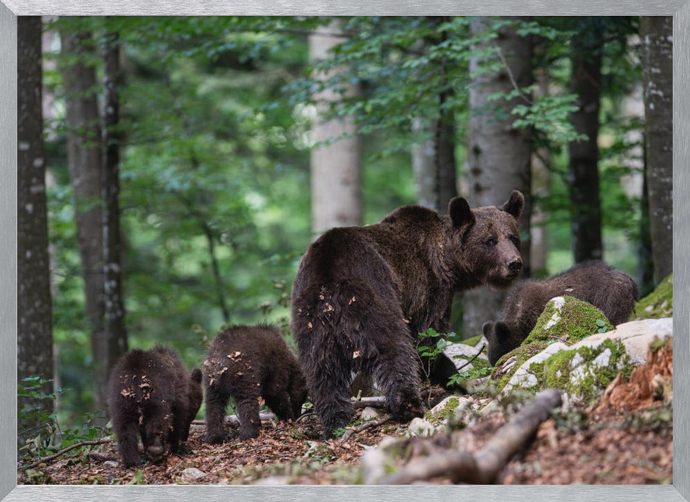 bear family Poster