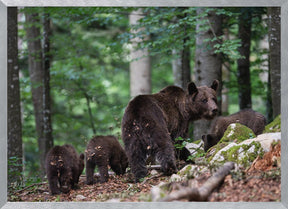 bear family Poster